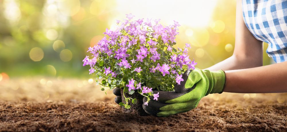 Gärtner*in pflanzt lila Blumen in die Erde.